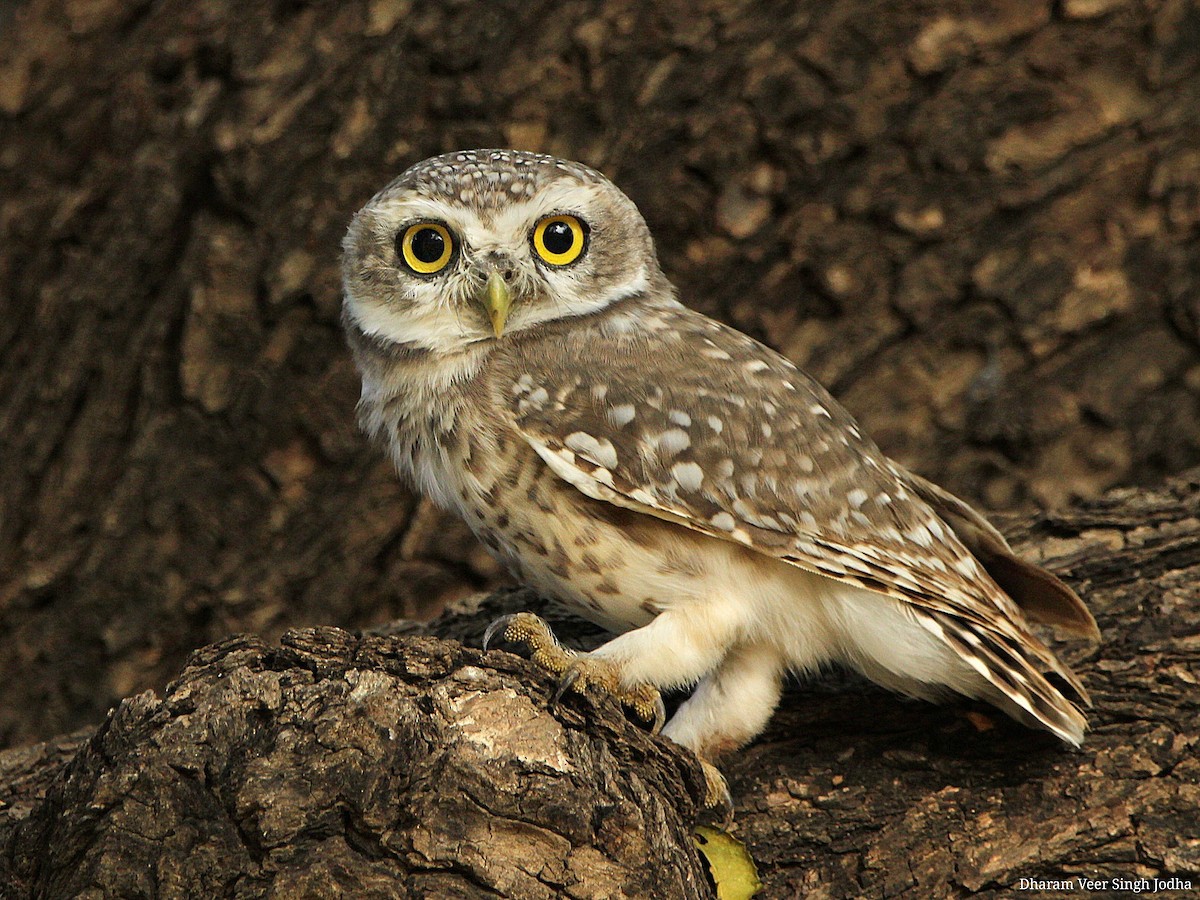 Spotted Owlet - ML299318851