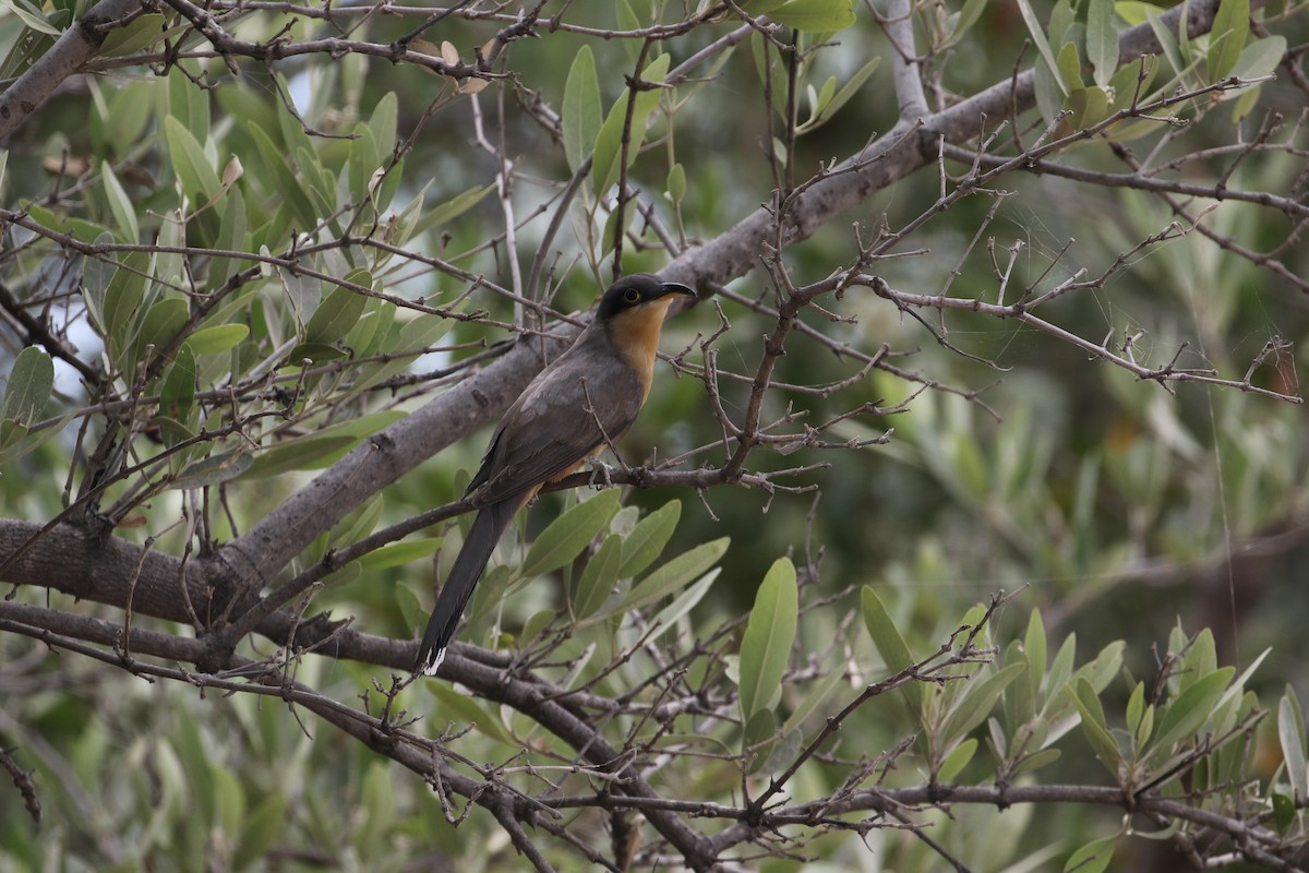 Mangrove Cuckoo - John van Dort