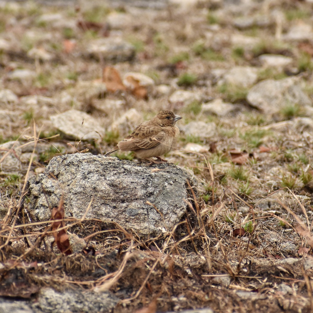 Ashy-crowned Sparrow-Lark - ML299323161