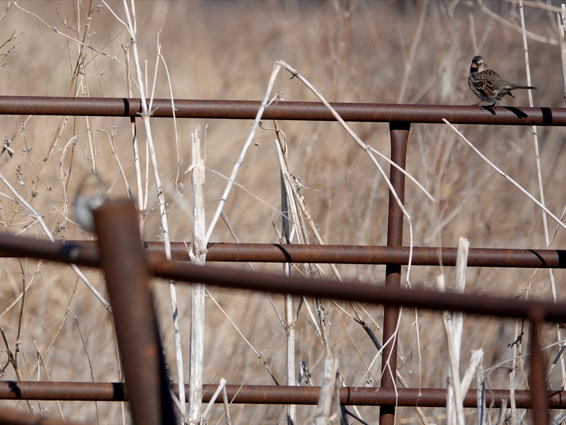 Harris's Sparrow - William Boyes