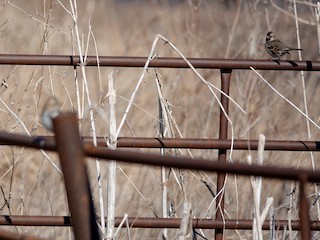 カオグロシトド - eBird