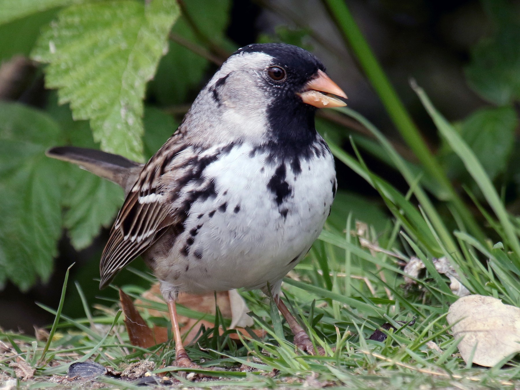 Harris's Sparrow - Liam Singh