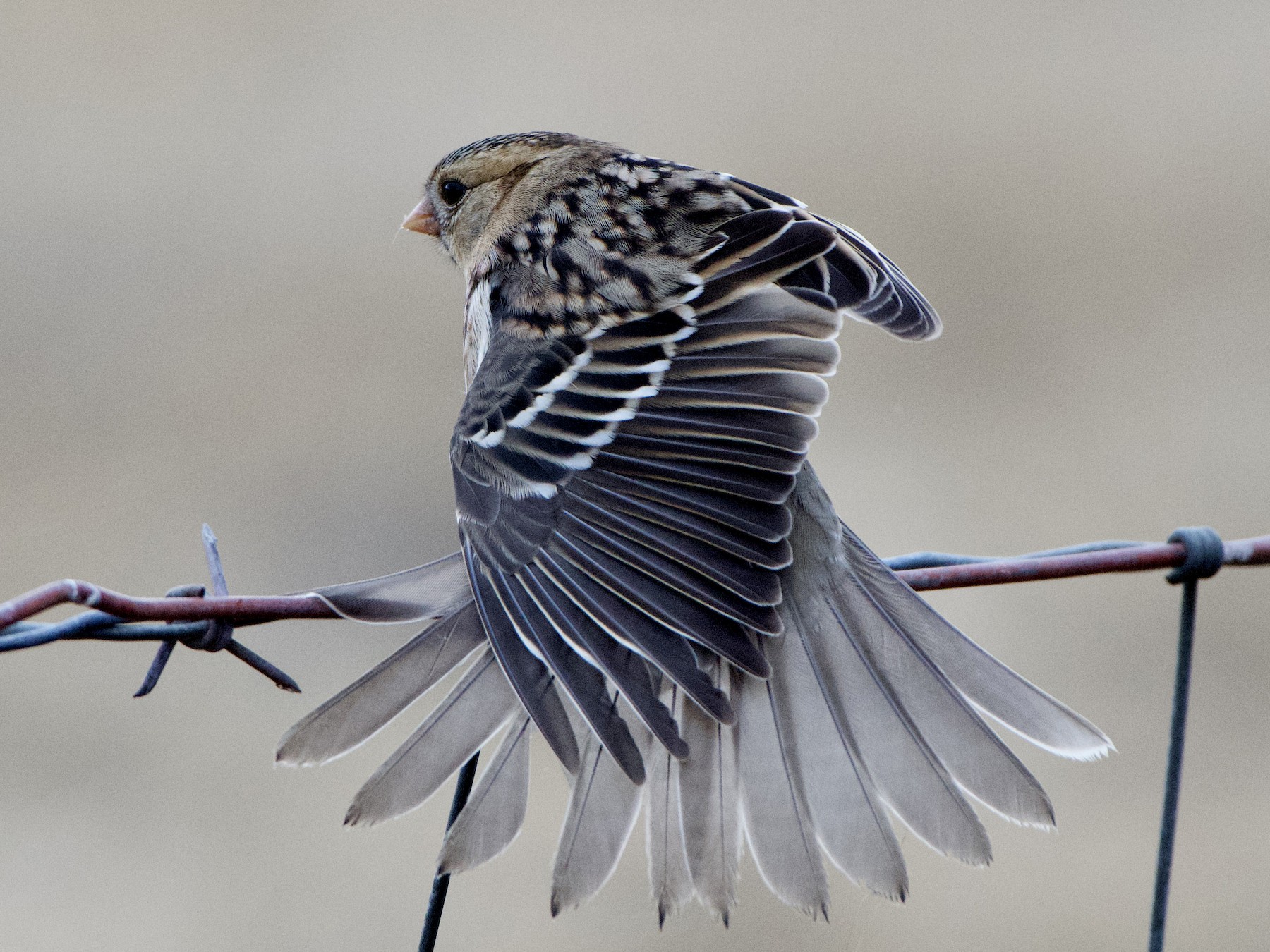 Harris's Sparrow - Dario Taraborelli