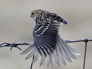 カオグロシトド - eBird