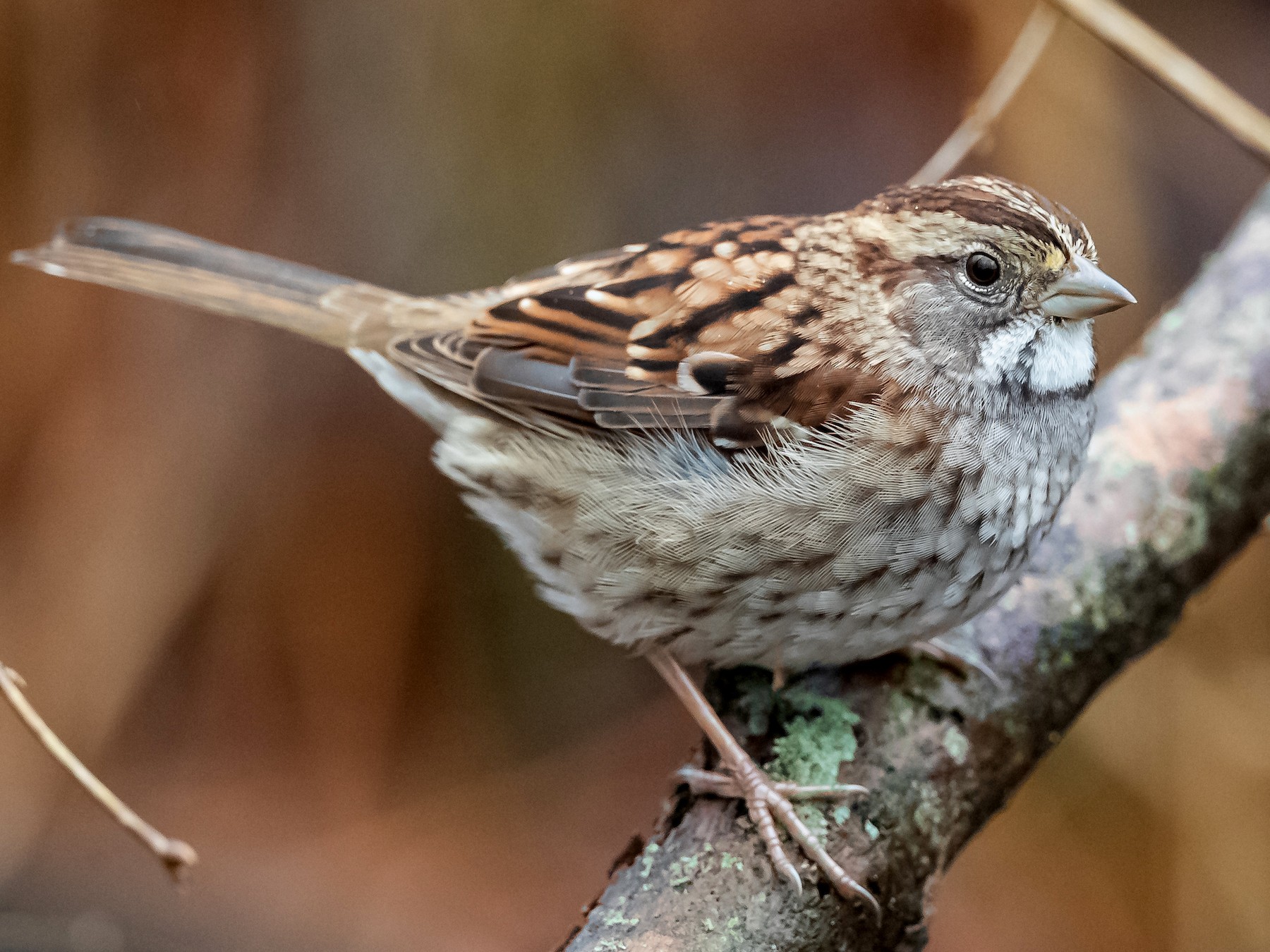 White-throated Sparrow - Ryan Sanderson