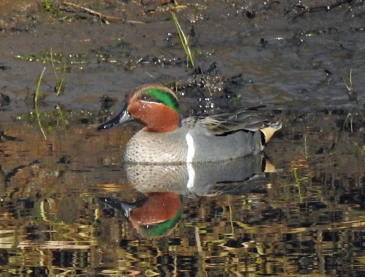 Green-winged Teal - ML299327761