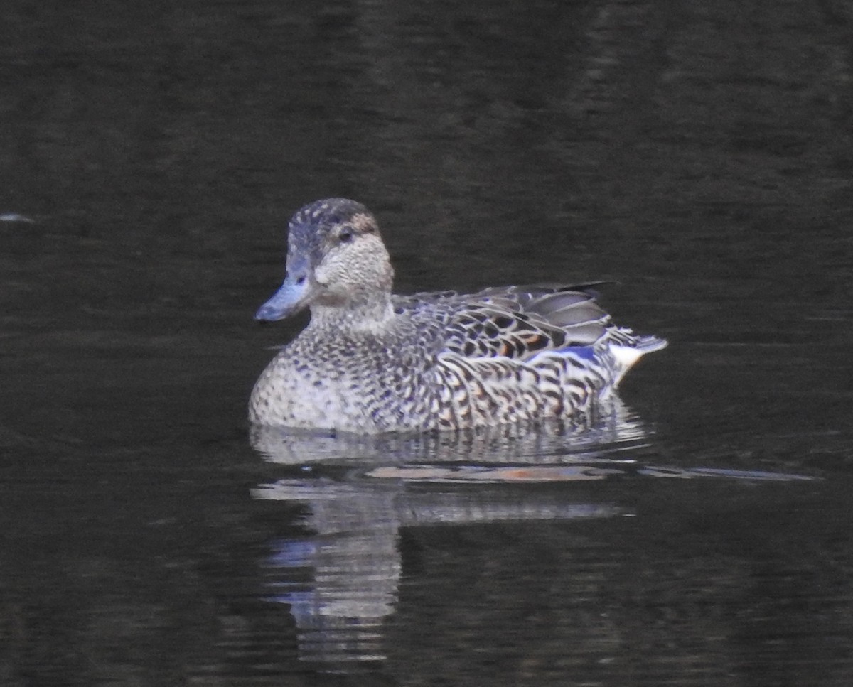 Green-winged Teal - ML299327771