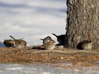 ノドジロシトド - eBird