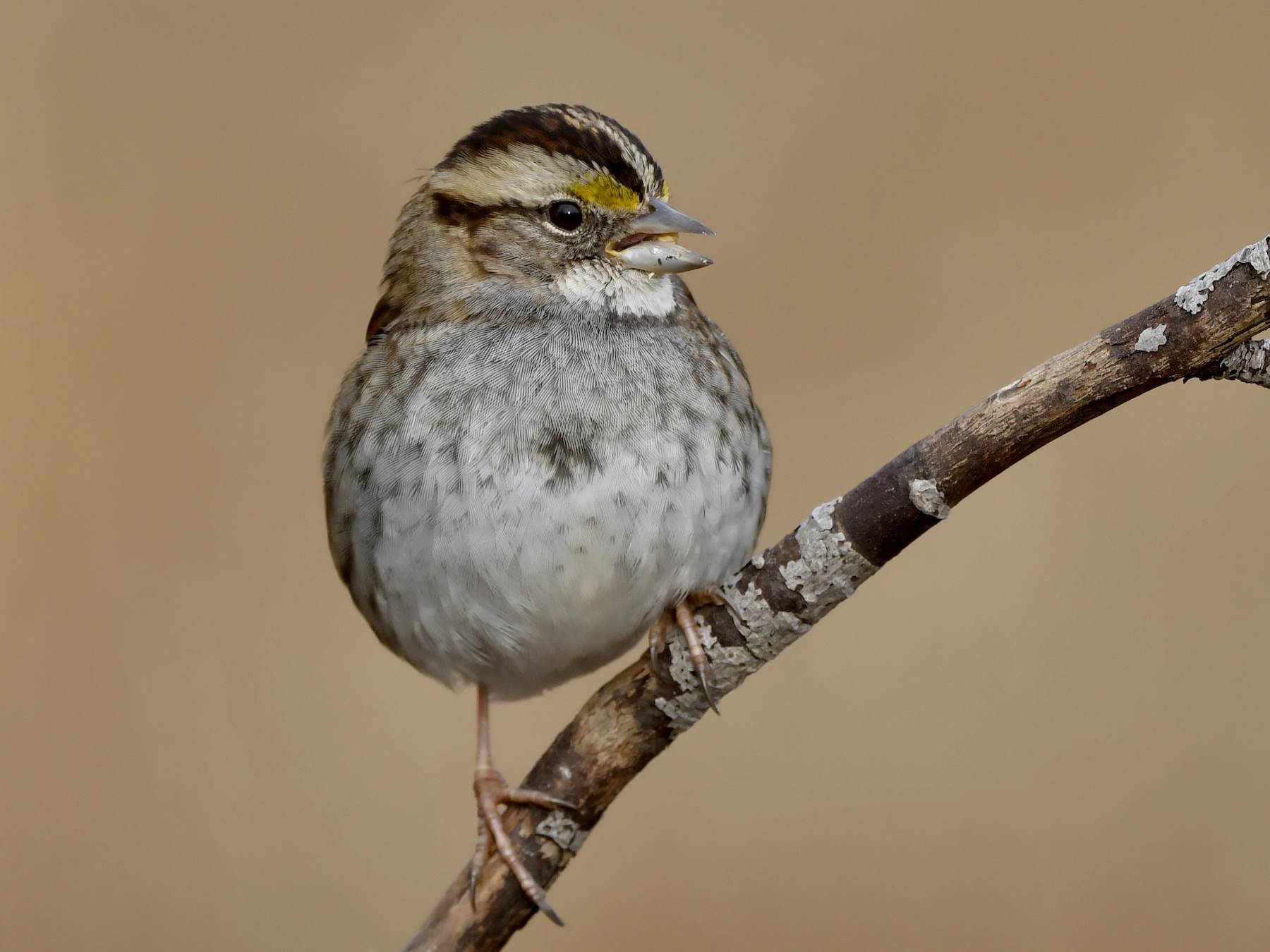 White-throated Sparrow - Jonathan Irons