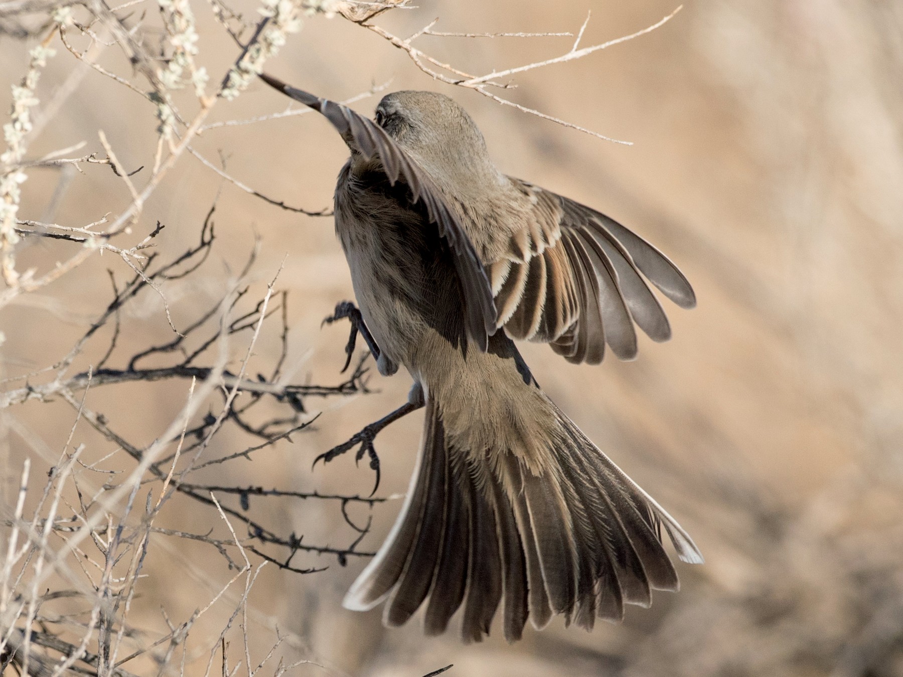 Sagebrush Sparrow eBird