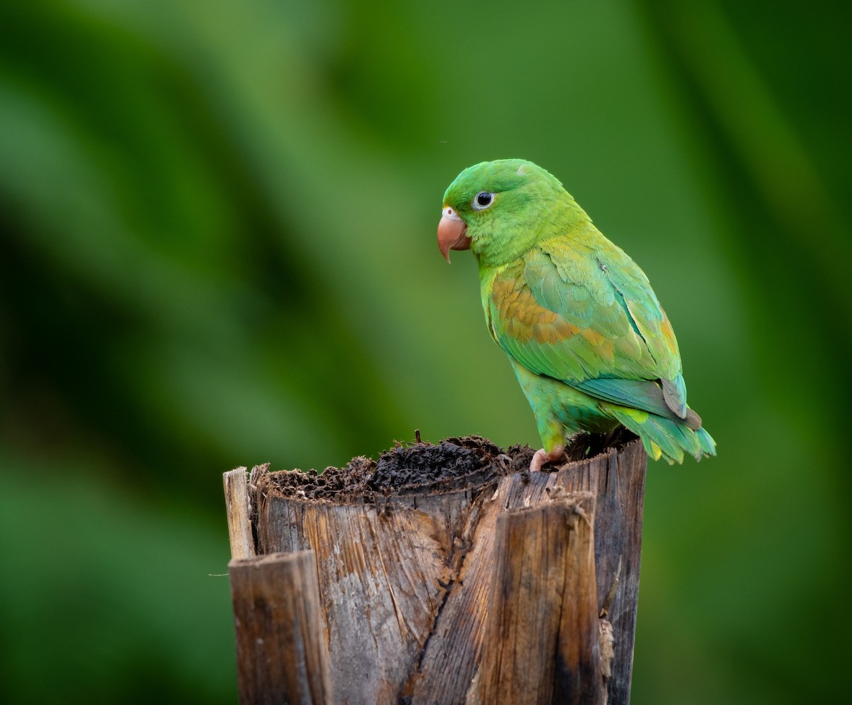 Orange-chinned Parakeet - Rio Dante