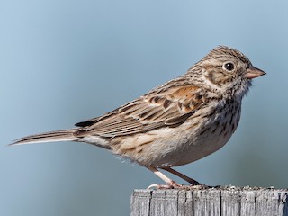  - Vesper Sparrow