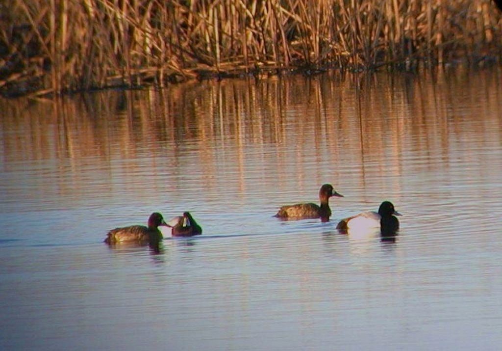Lesser Scaup - Tommie Rogers
