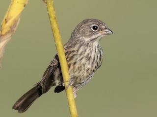 Молодая птица - Sharif Uddin - ML299339261