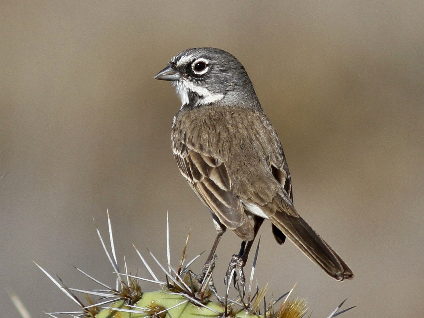 Chingolo de Bell - eBird