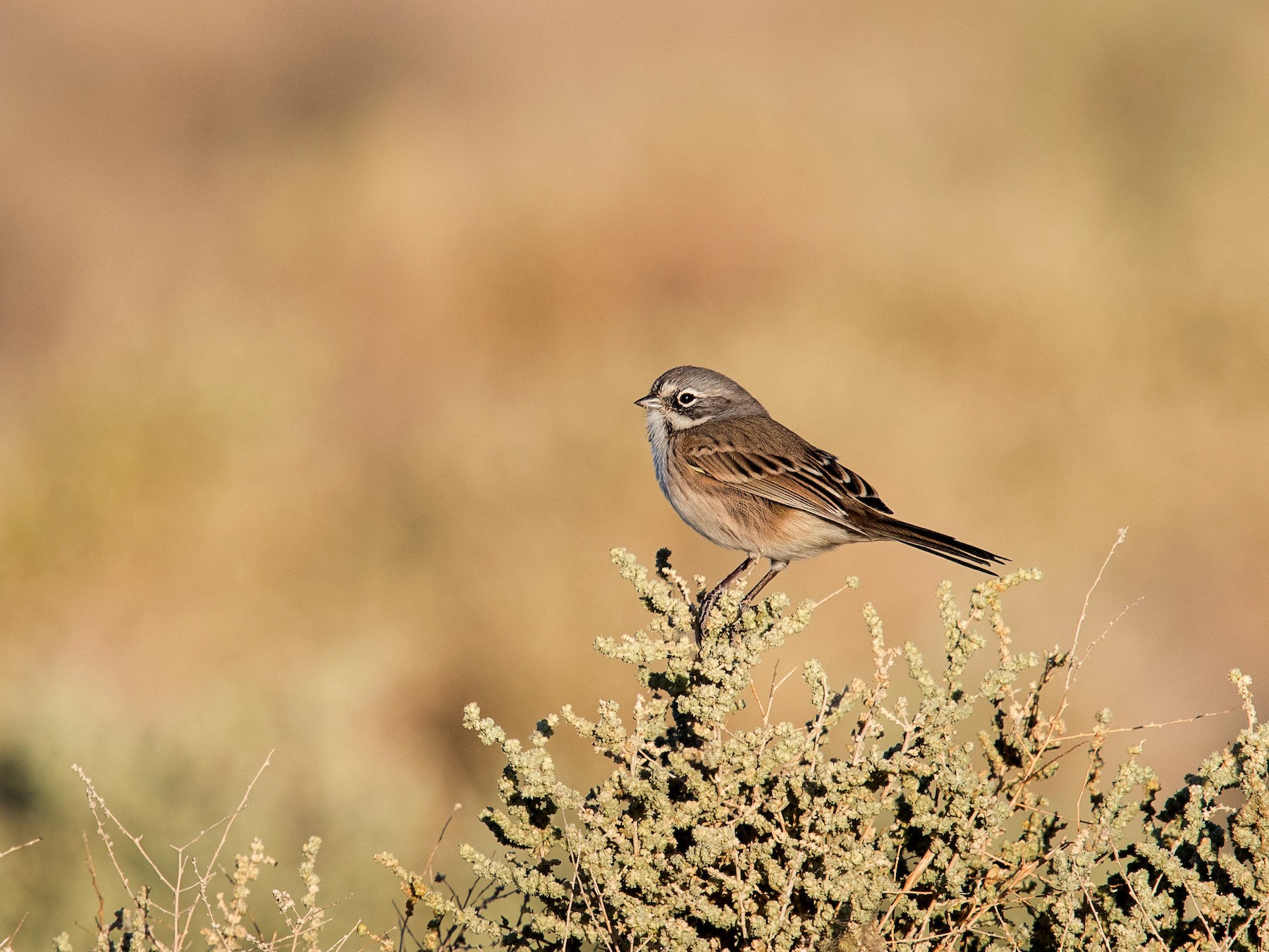 Chingolo de Bell - eBird