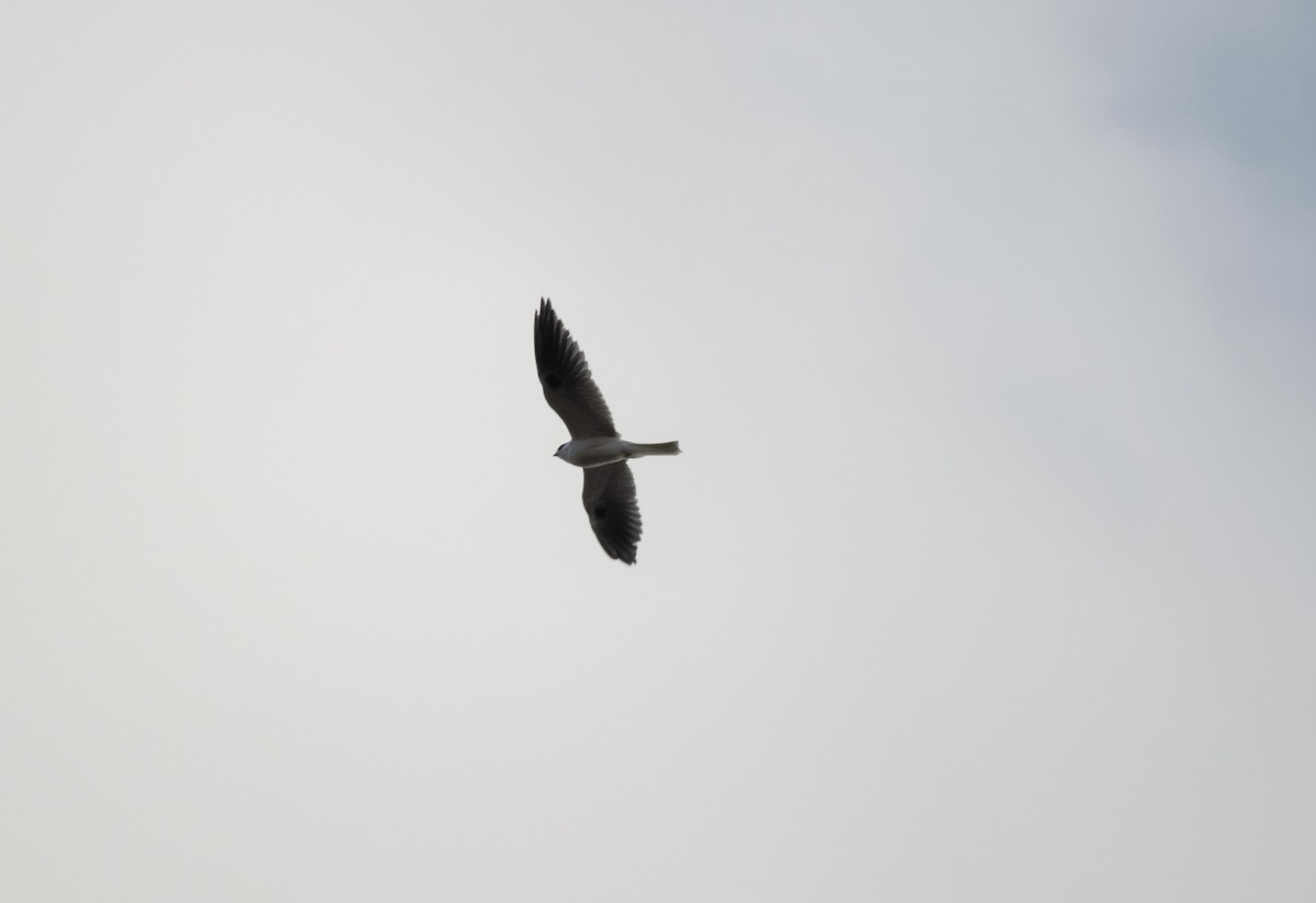White-tailed Kite - ML299342341