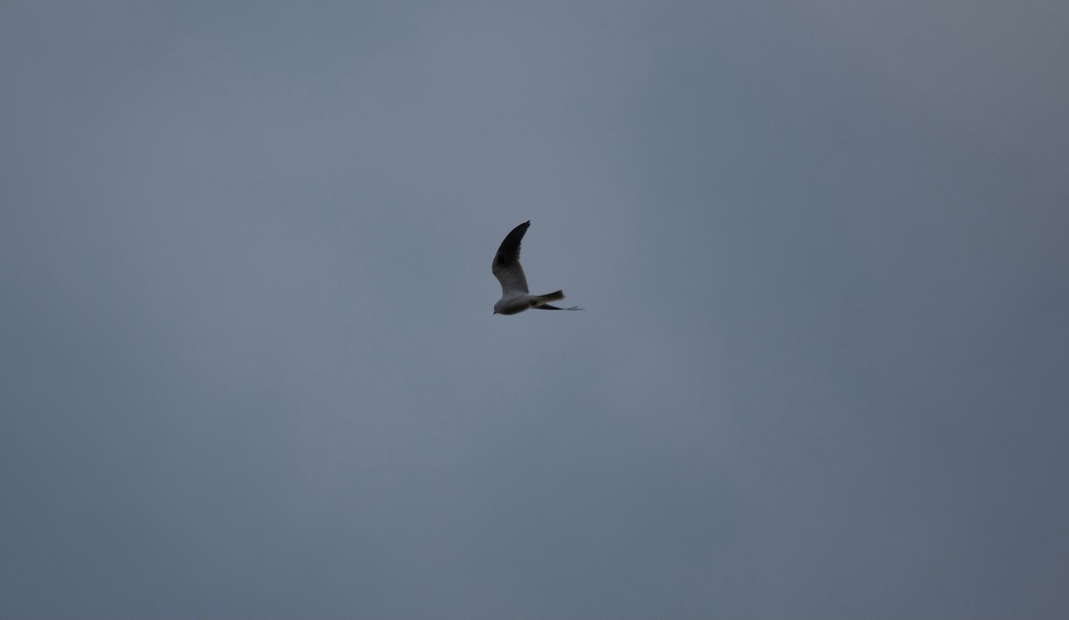 White-tailed Kite - ML299342351