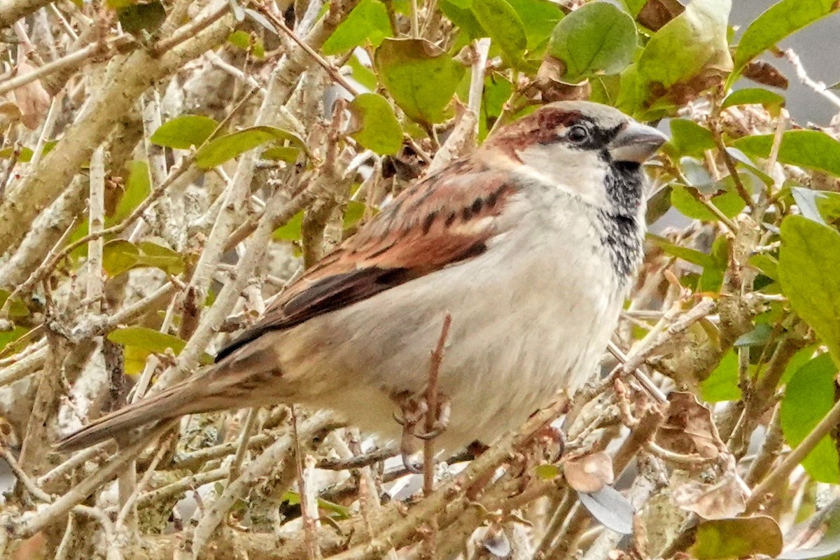 House Sparrow - Linda Hamp