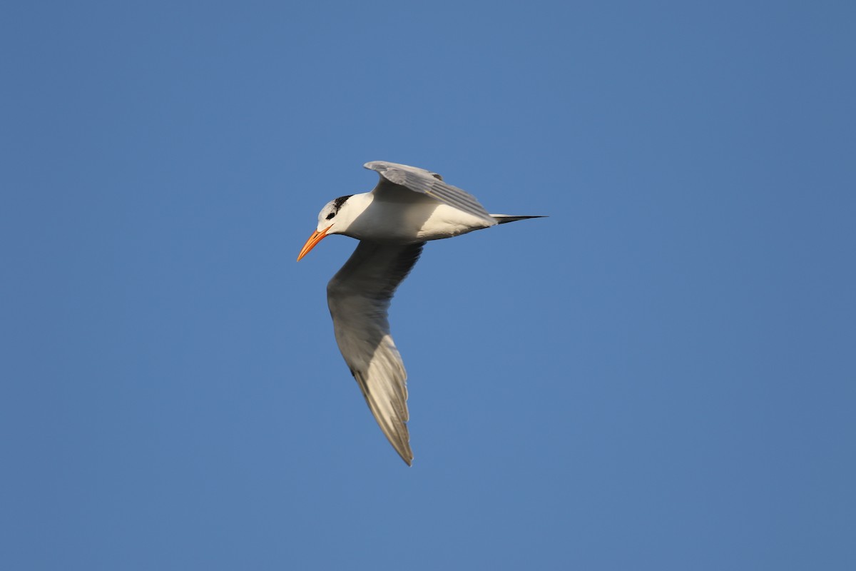 Royal Tern - Jamie Adams