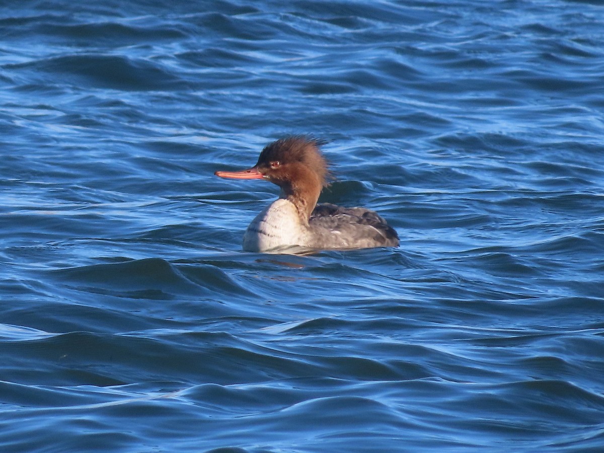 Red-breasted Merganser - Gary Poole