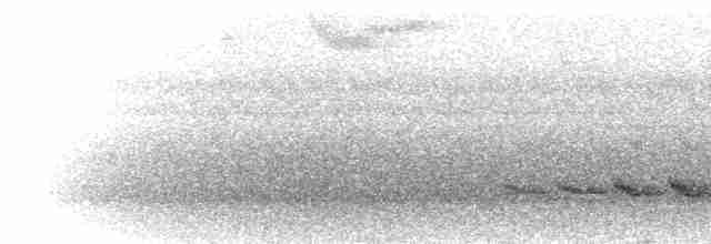 Anthrazitameisenvogel - ML299346