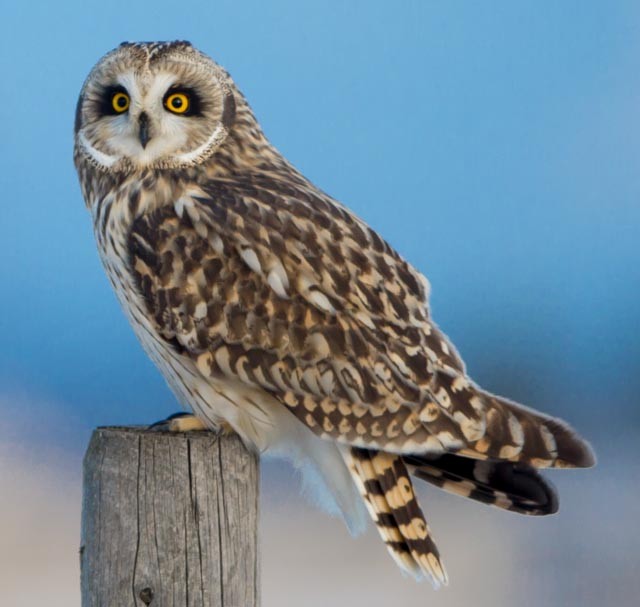 Short-eared Owl - ML299354301