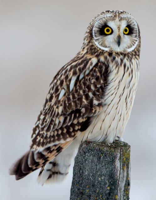 Short-eared Owl - bj worth