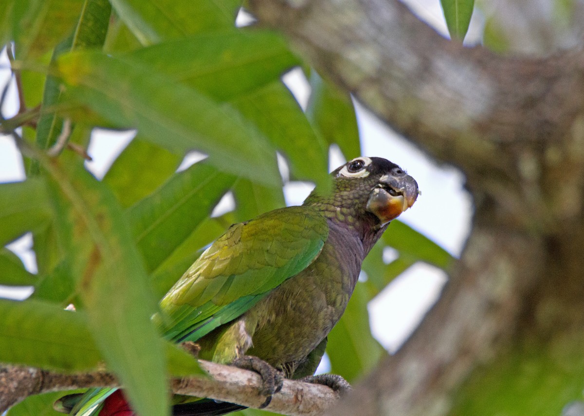 Scaly-headed Parrot - ML299354401