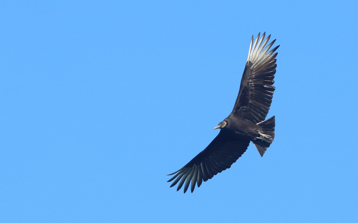 Black Vulture - ML299356461