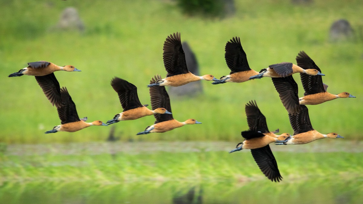 Fulvous Whistling-Duck - Damian Newmarch