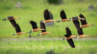 Fulvous Whistling-Duck, ML299359531