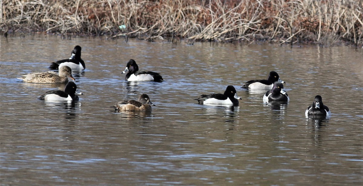 Ring-necked Duck - Mike Riley