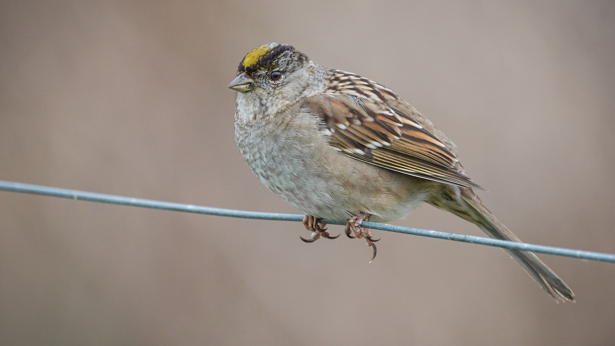 Golden-crowned Sparrow - ML299369501