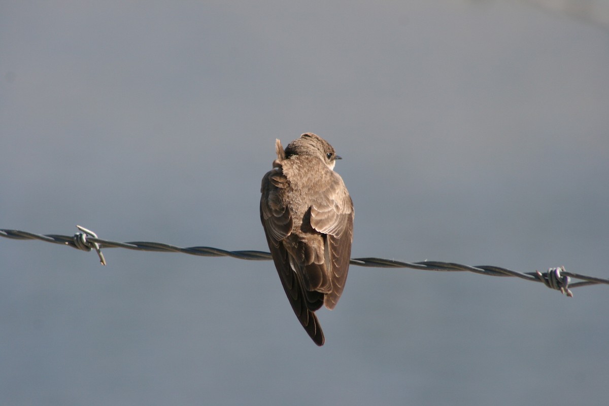 Northern Rough-winged Swallow - Kimball Garrett