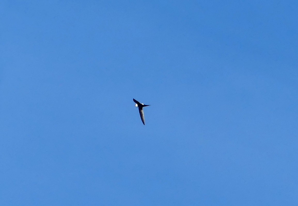 Great Swallow-tailed Swift - ML299375651