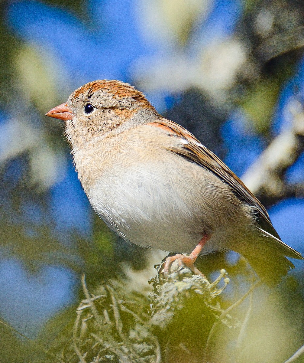 Field Sparrow - TJ Senters