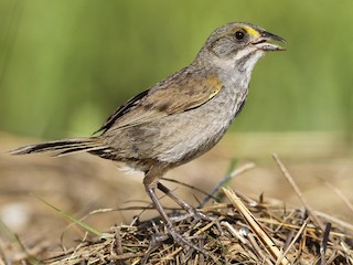  - Seaside Sparrow (Atlantic)