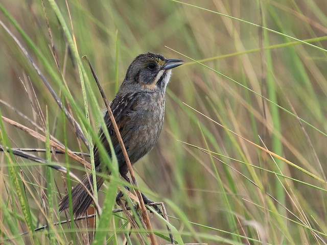 Adult (Gulf of Mexico) - Seaside Sparrow - 