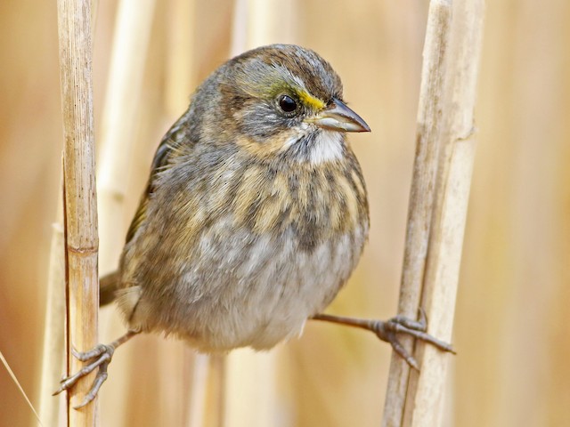 Adult (Atlantic) - Seaside Sparrow - 