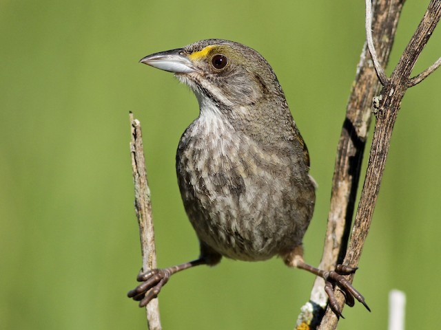 Adult (Atlantic) - Seaside Sparrow (Atlantic) - 