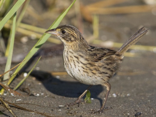 Juvenile (Atlantic) - Seaside Sparrow - 