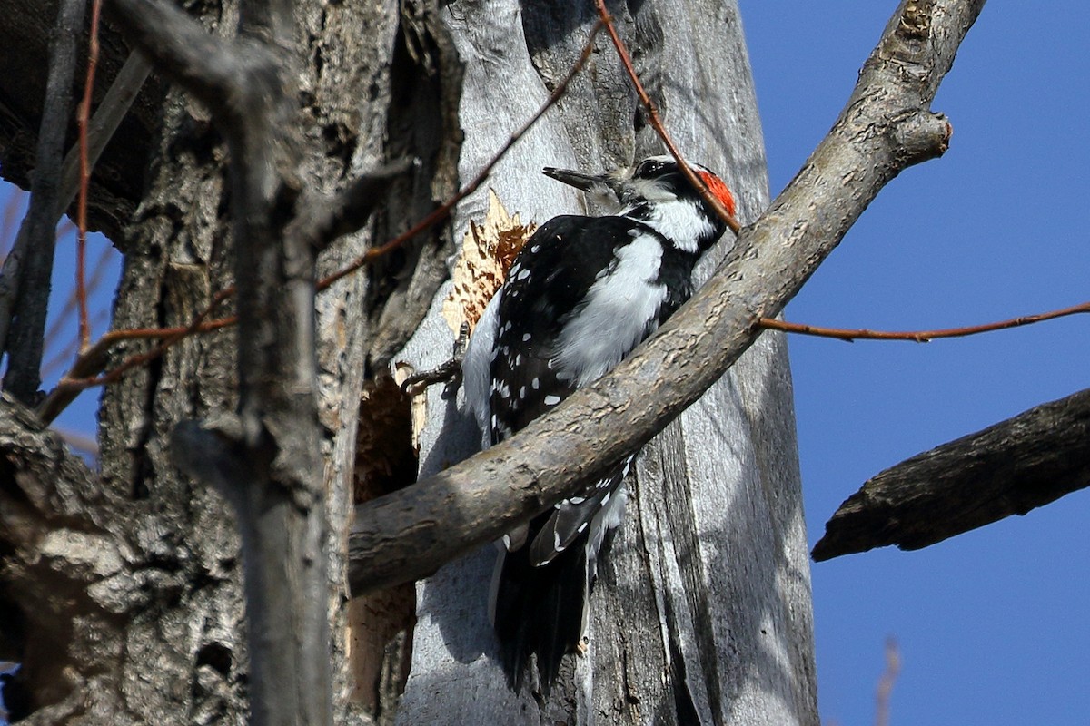 Hairy Woodpecker - Ron Podhajsky