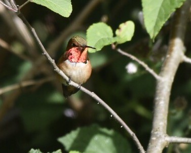 Rufous Hummingbird - Max Rabinowitz