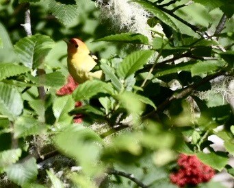 Western Tanager - ML29938831