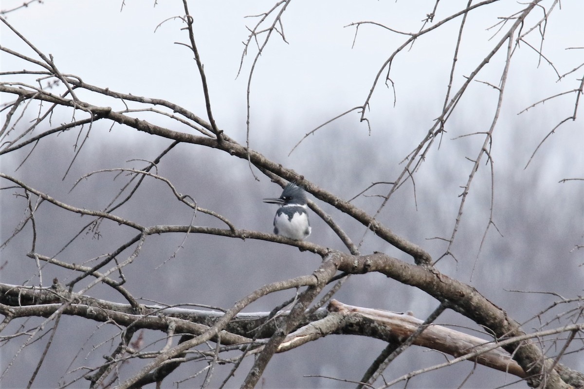 Belted Kingfisher - ML299388341
