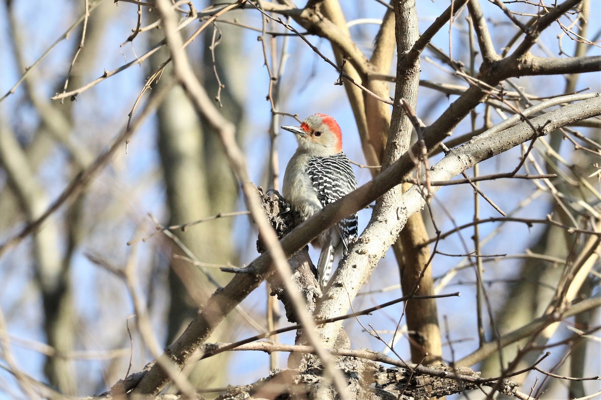 Red-bellied Woodpecker - ML299388401