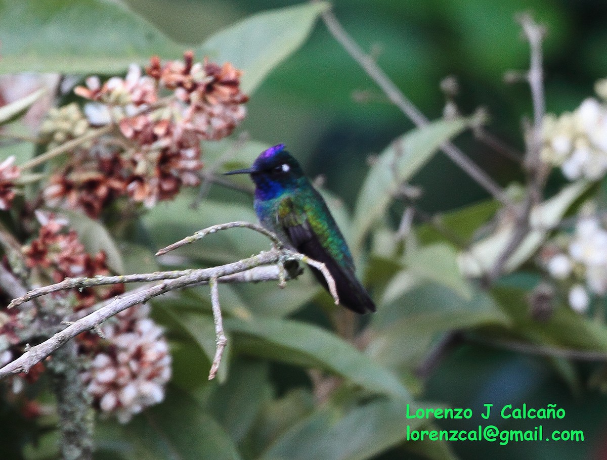 Violet-headed Hummingbird - ML299388501
