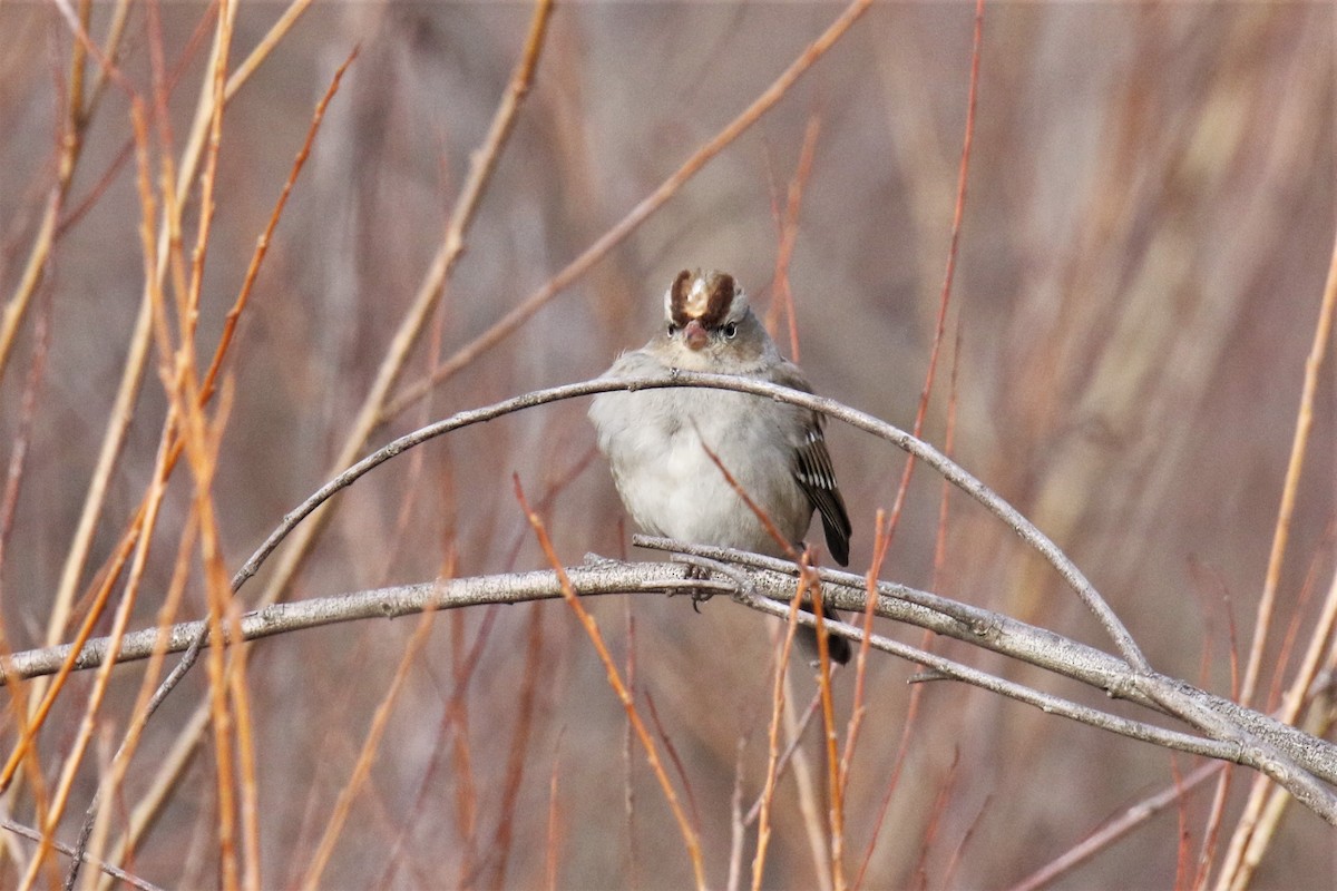 White-crowned Sparrow - ML299388851