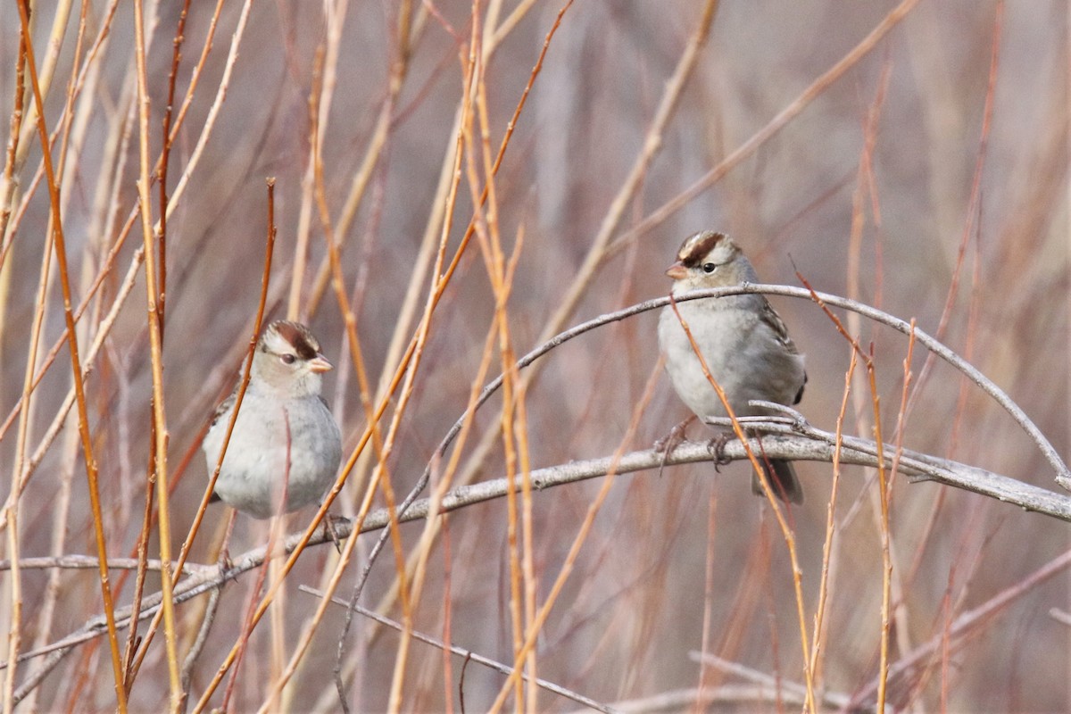 White-crowned Sparrow - ML299388861